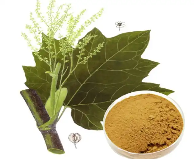 Polygonum Cuspidatum Extract for Enhanced Cellular Defense